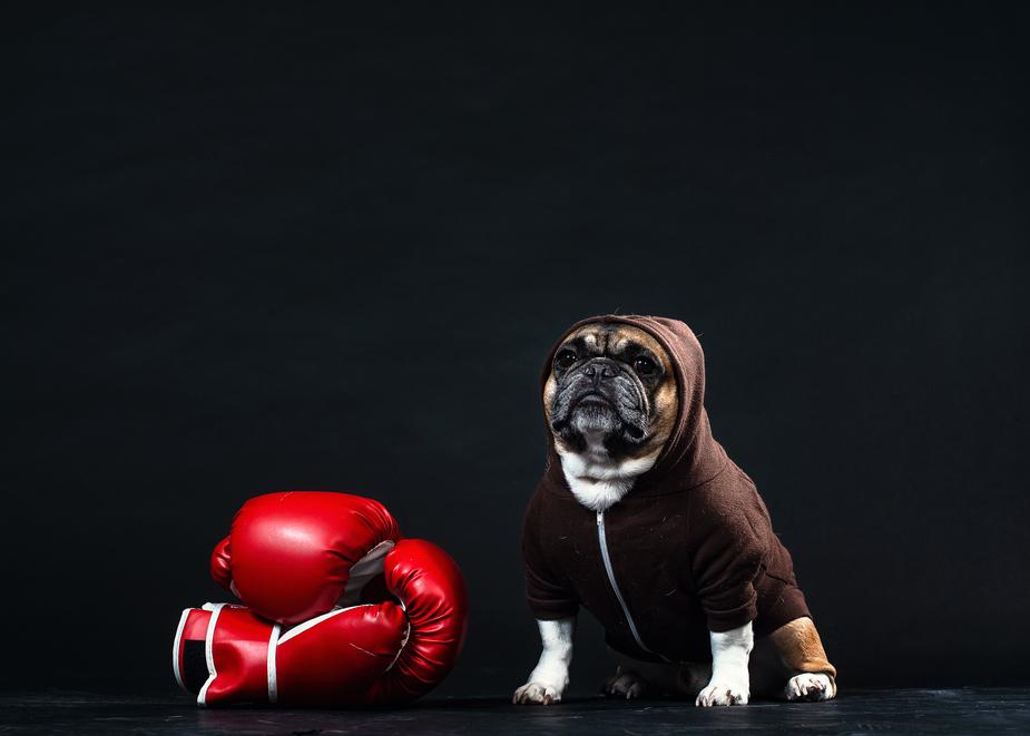 What is your dog 's life goal?