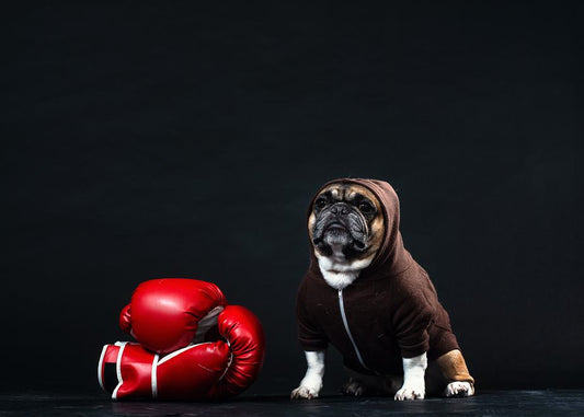 What is your dog 's life goal?